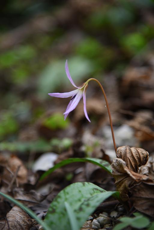 Rifugio Pranolz * Trichiana