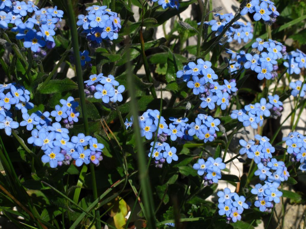 Rifugio Pranolz Affittacamere *