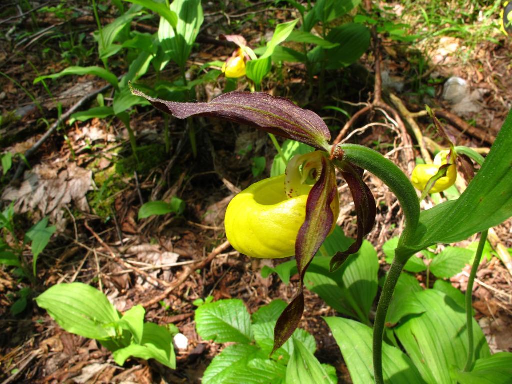Rifugio Pranolz Pensión Trichiana